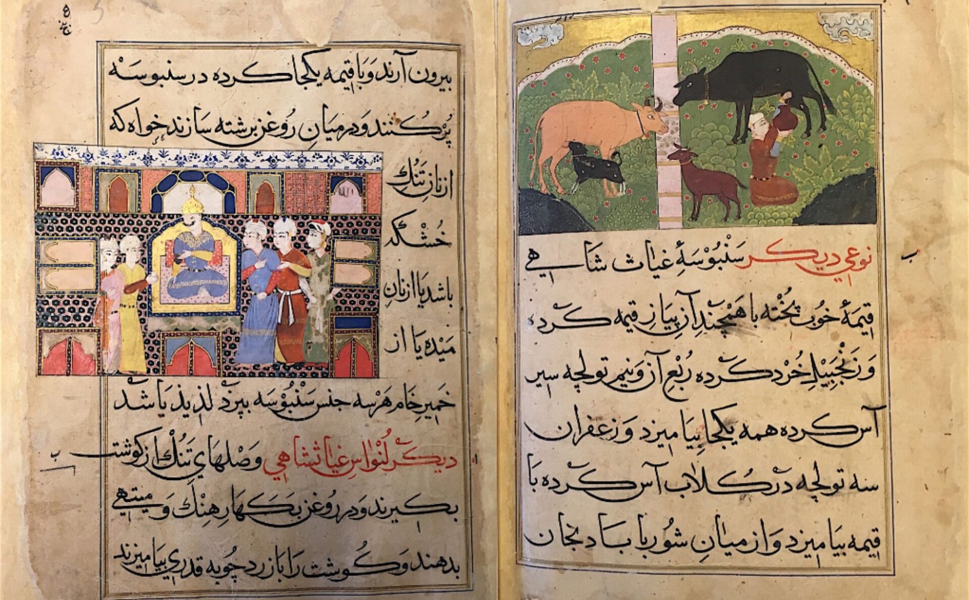 Dwie strony z Nimatnamy – Księgi rozkoszy sułtana Ghijasa Śacha. Postać na perskiej ilustracji doi krowę