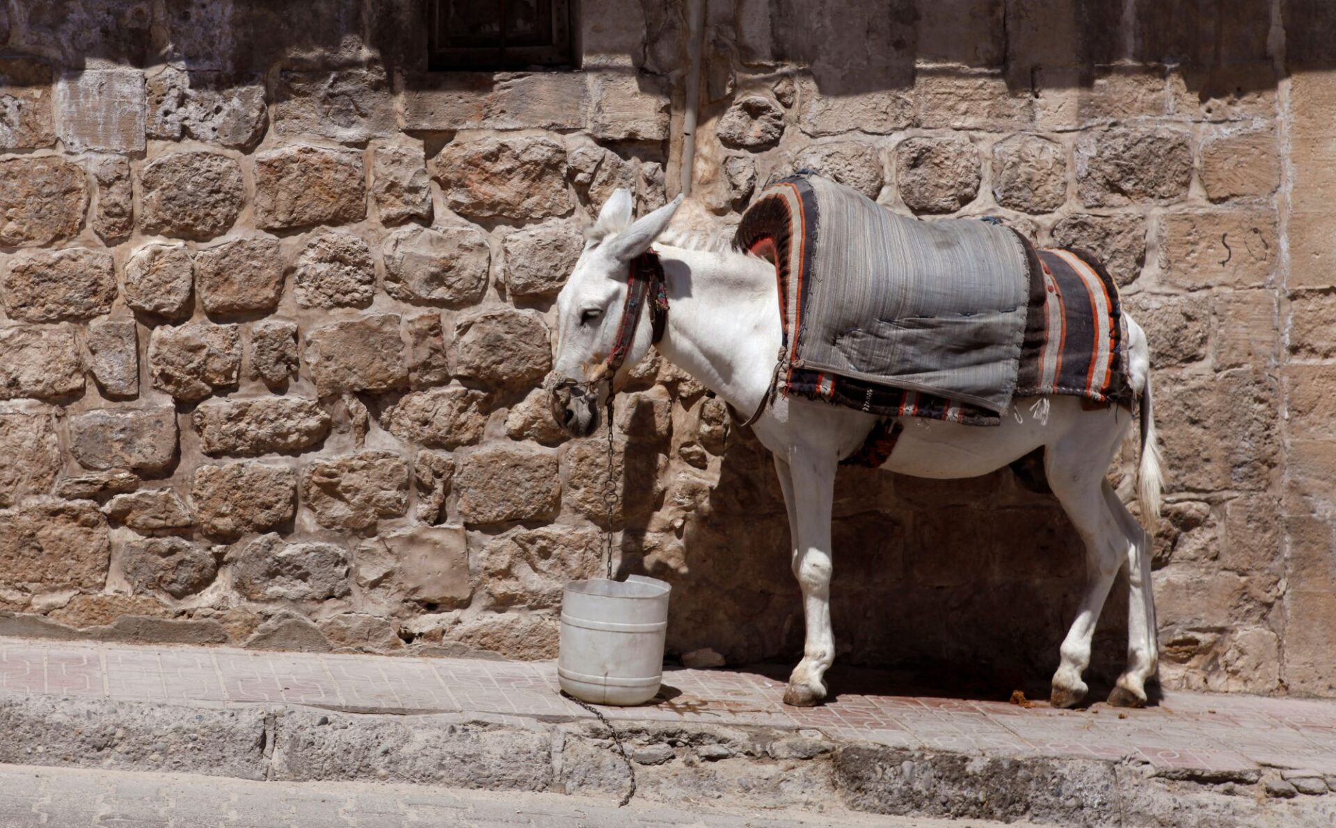 biały osiołek na tle kamiennego muru