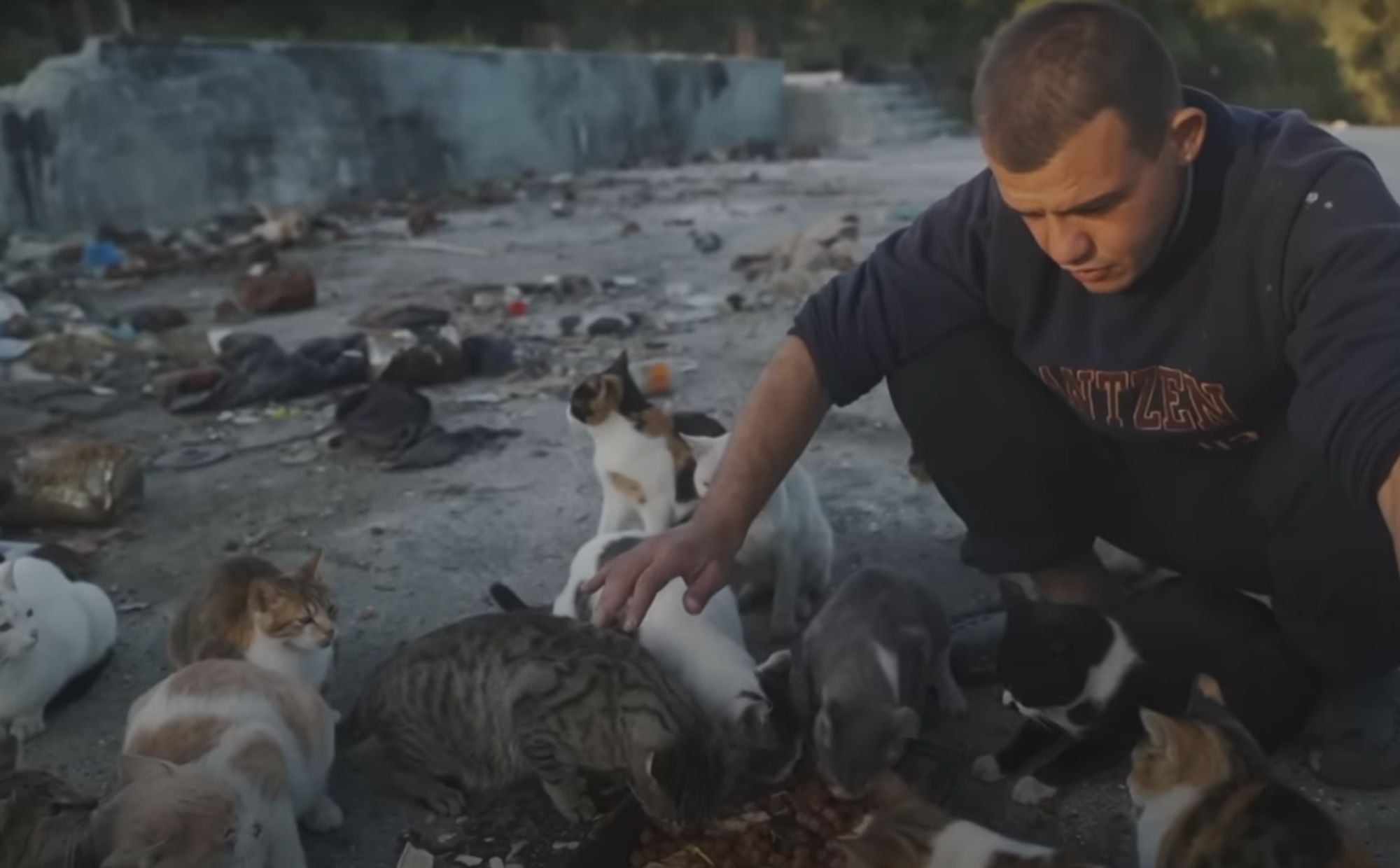 mężczyzna głaszczący koty i karmiący je