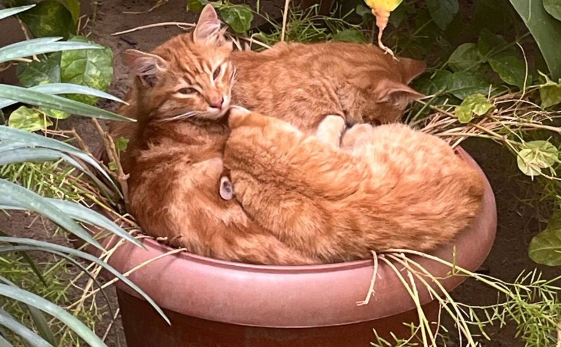 trójka rudych kotków wtulona w siebie leży w doniczce, wśród roślinności